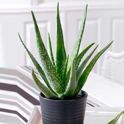 "Aloe Vera Plant - Click here to View more details about this Product